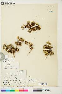 Silene acaulis image