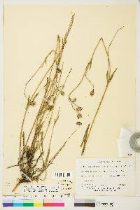 Silene uralensis image