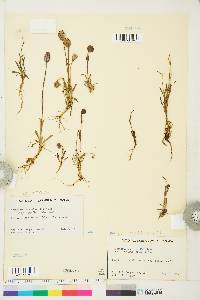 Silene uralensis subsp. uralensis image