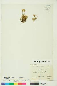 Silene uralensis subsp. uralensis image