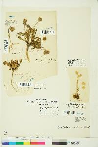 Silene uralensis subsp. uralensis image