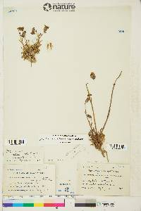 Silene uralensis subsp. uralensis image