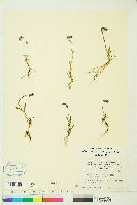 Silene uralensis subsp. uralensis image