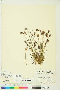 Silene uralensis subsp. uralensis image