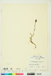 Silene uralensis subsp. uralensis image