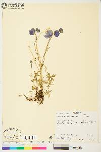 Aconitum delphiniifolium image