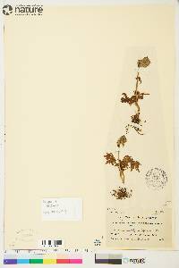 Aconitum delphiniifolium image