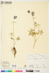 Aconitum delphiniifolium image