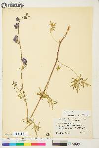 Aconitum delphiniifolium image