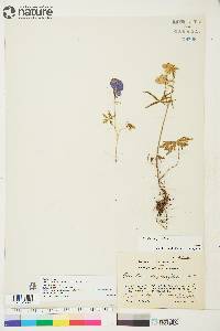 Aconitum delphiniifolium image