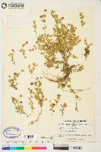 Arenaria physodes image