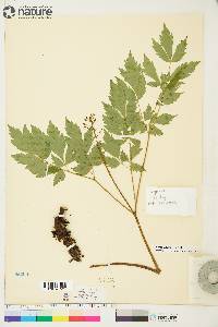 Actaea rubra image