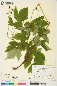 Actaea rubra image