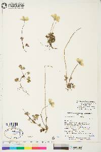 Anemone parviflora image