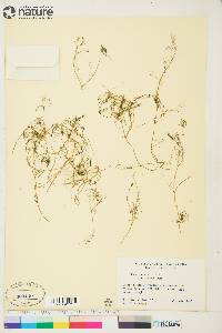Ranunculus trichophyllus var. eradicatus image