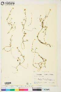Ranunculus gmelinii image