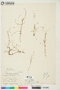 Ranunculus gmelinii var. yukonensis image