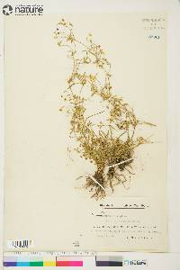 Ranunculus reptans var. intermedius image