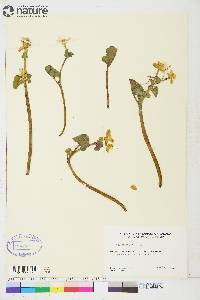 Caltha palustris image