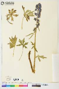 Delphinium glaucum image