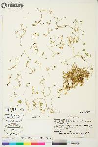 Ranunculus hyperboreus image