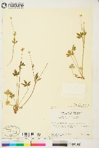 Ranunculus occidentalis var. brevistylis image