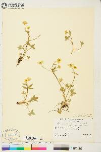 Ranunculus occidentalis var. brevistylis image
