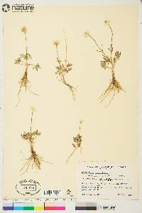 Ranunculus pedatifidus var. affinis image