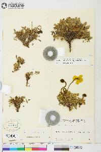 Papaver radicatum subsp. polare image