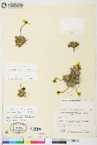 Papaver radicatum image