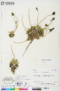 Papaver radicatum subsp. polare image