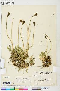 Papaver radicatum subsp. polare image