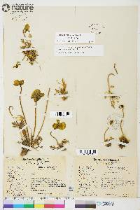 Papaver radicatum image