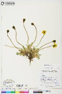 Papaver radicatum image