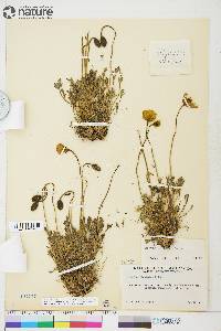 Papaver hultenii image