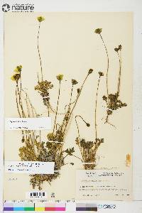 Papaver hultenii image