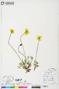 Papaver hultenii image