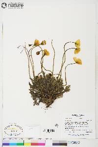 Papaver hultenii image