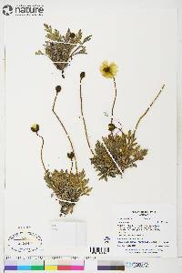 Papaver hultenii image