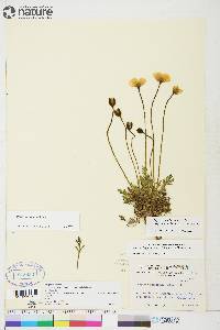 Papaver hultenii image