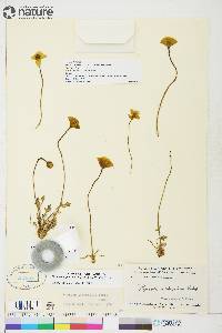 Papaver hultenii image