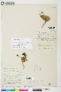 Papaver hultenii image