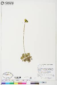 Papaver hultenii image