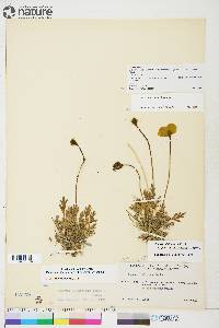 Papaver hultenii image