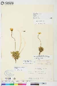 Papaver hultenii image