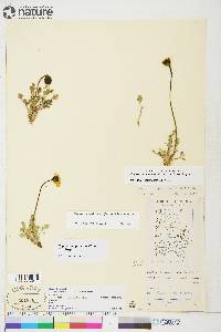 Papaver radicatum image