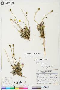 Papaver radicatum subsp. radicatum image