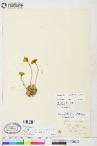 Papaver radicatum subsp. radicatum image