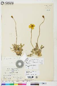 Papaver radicatum subsp. radicatum image