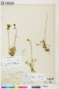 Papaver radicatum image